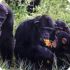  Ученые выяснили, что самцы шимпанзе делятся с самками мясом в обмен на секс: все как у...