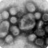 Первый случай заражения человека А/H1N1 зарегистрирован в Южной Корее
