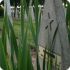 На советском кладбище во Франции почтили память жертв нацистов