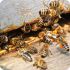 Тысячи пчел напали на сотрудников магазина в Нью-Йорке