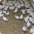 Более 13 тысяч цыплят погибли из-за пожара на ферме в Северной Осетии